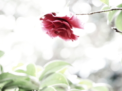 植物譜－Feb. 2021