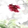 植物譜－Feb. 2021