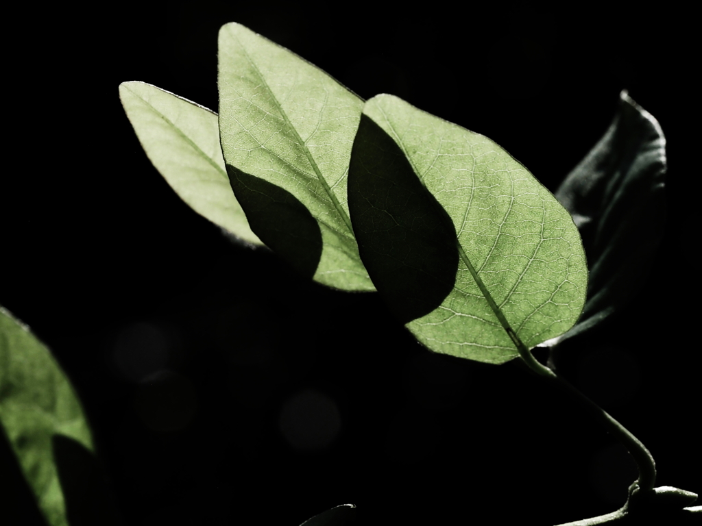 植物譜－May 2021
