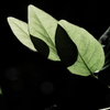 植物譜－May 2021
