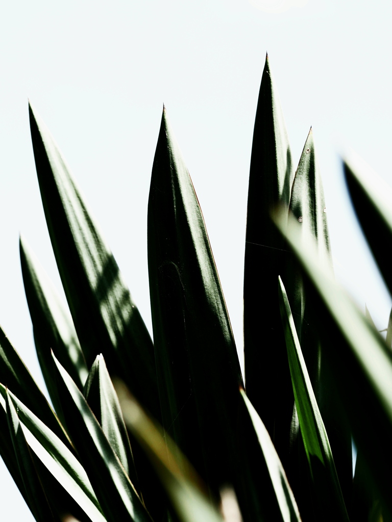 植物譜－May 2021