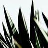 植物譜－May 2021