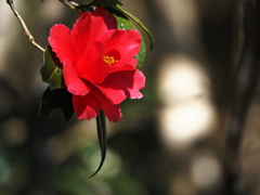 植物譜－Feb. 2021