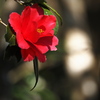 植物譜－Feb. 2021