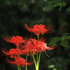 植物譜－Sept. 2021
