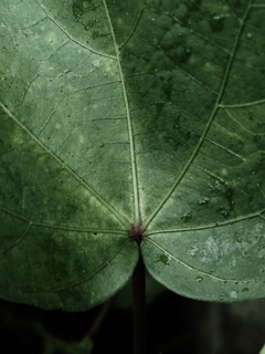 植物譜－Sept. 2021