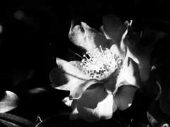 植物譜－Jan. 2020
