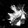 植物譜－Jan. 2020