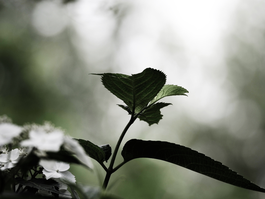 植物譜－Jun. 2021