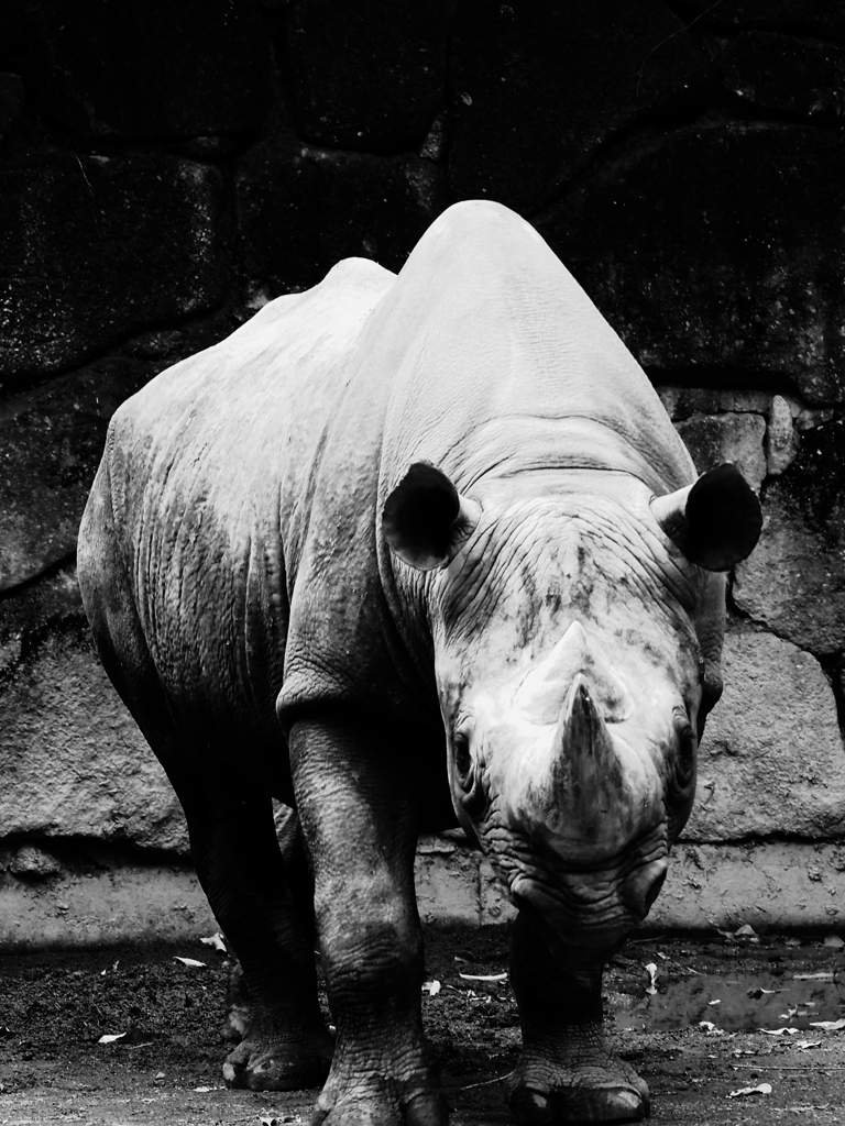 動物園－Nov. 2018