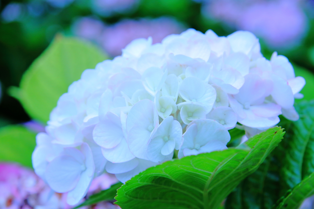 紫陽花