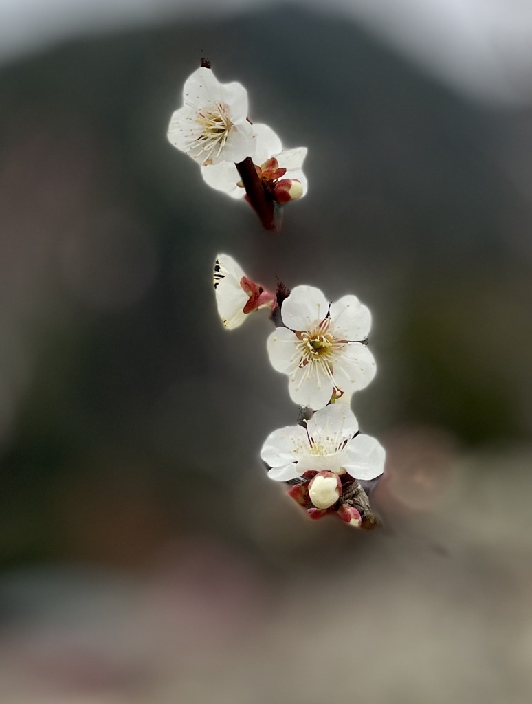 山里の可憐