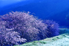 峠の桜朝