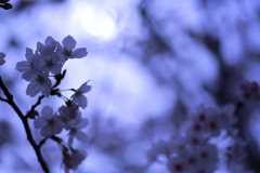 柔光の桜２