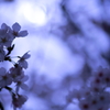 柔光の桜２