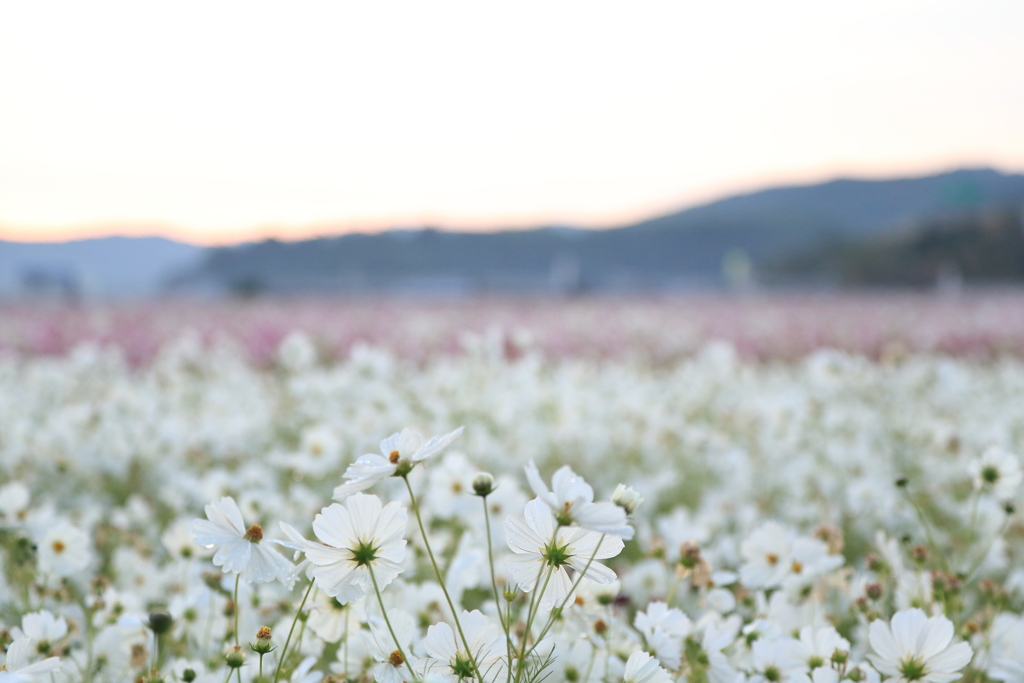 早朝の秋桜2