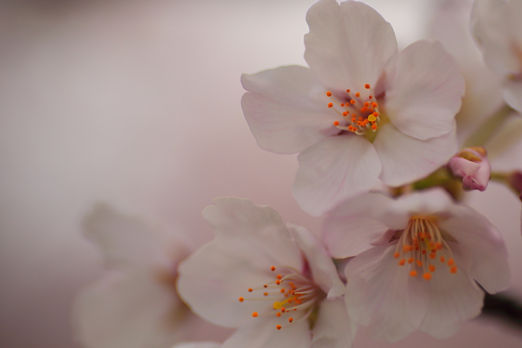 柔光の桜１