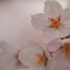 柔光の桜１