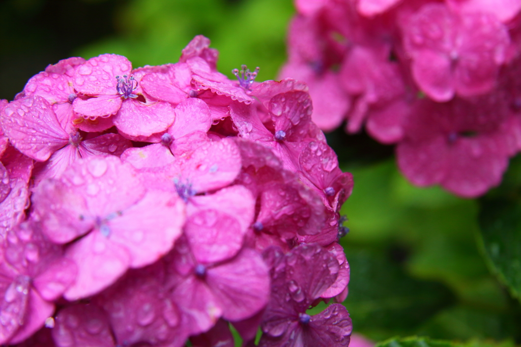 紫陽花