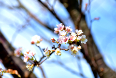 桜の花