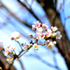 桜の花