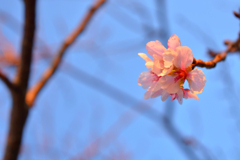 一輪の桜