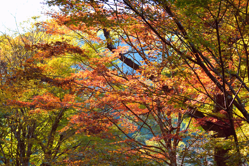 紅葉