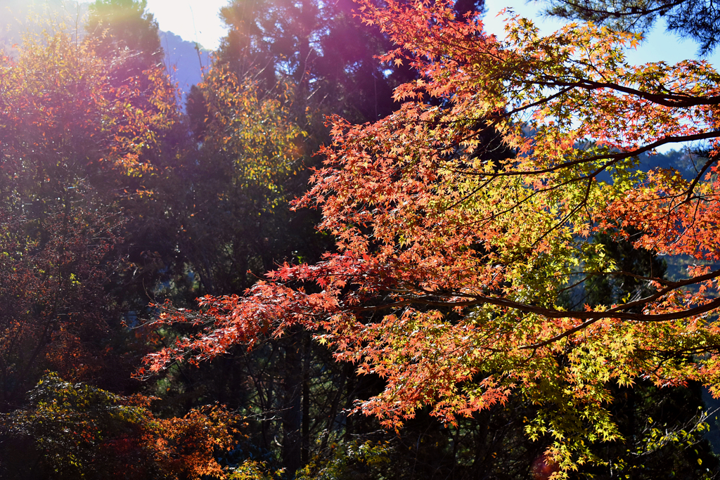 紅葉