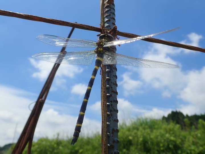 もうすぐ空へ