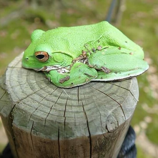 モリアオガエル