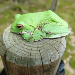 モリアオガエル