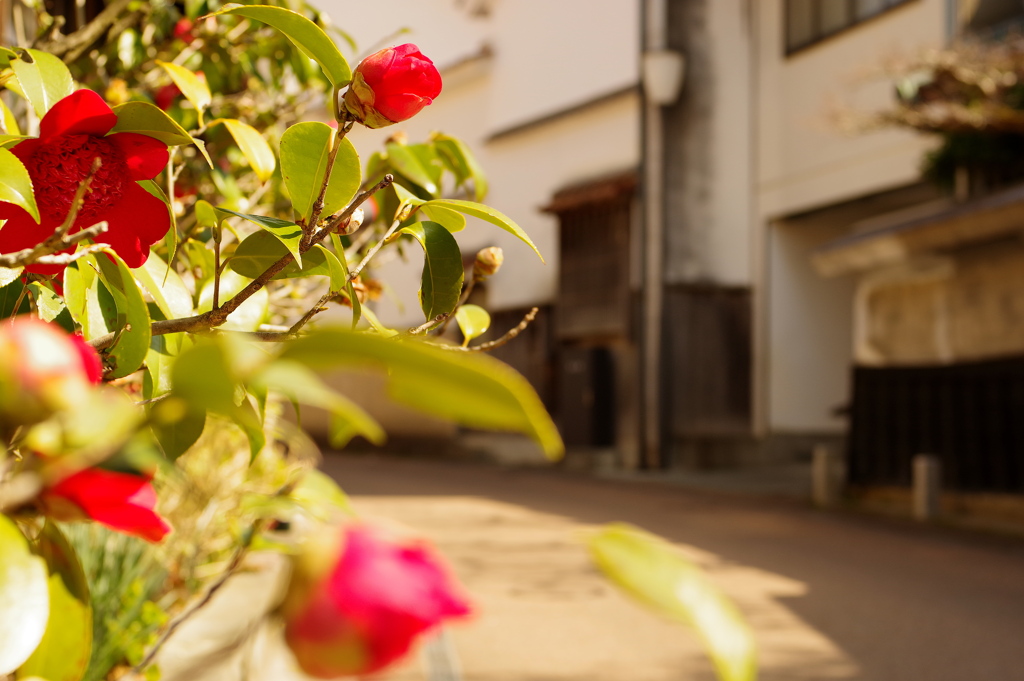 湯町に咲く花