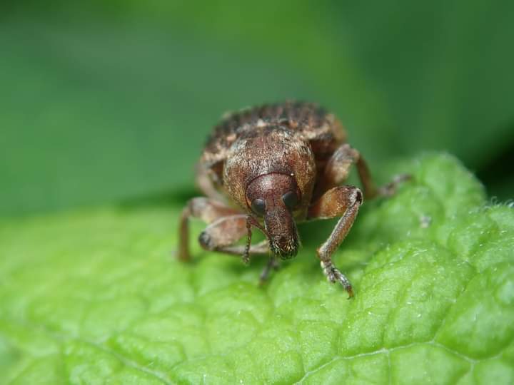タコゾウムシの仲間
