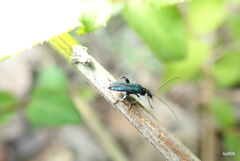 モモブトカミキリモドキ