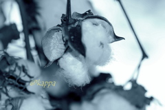COTTON