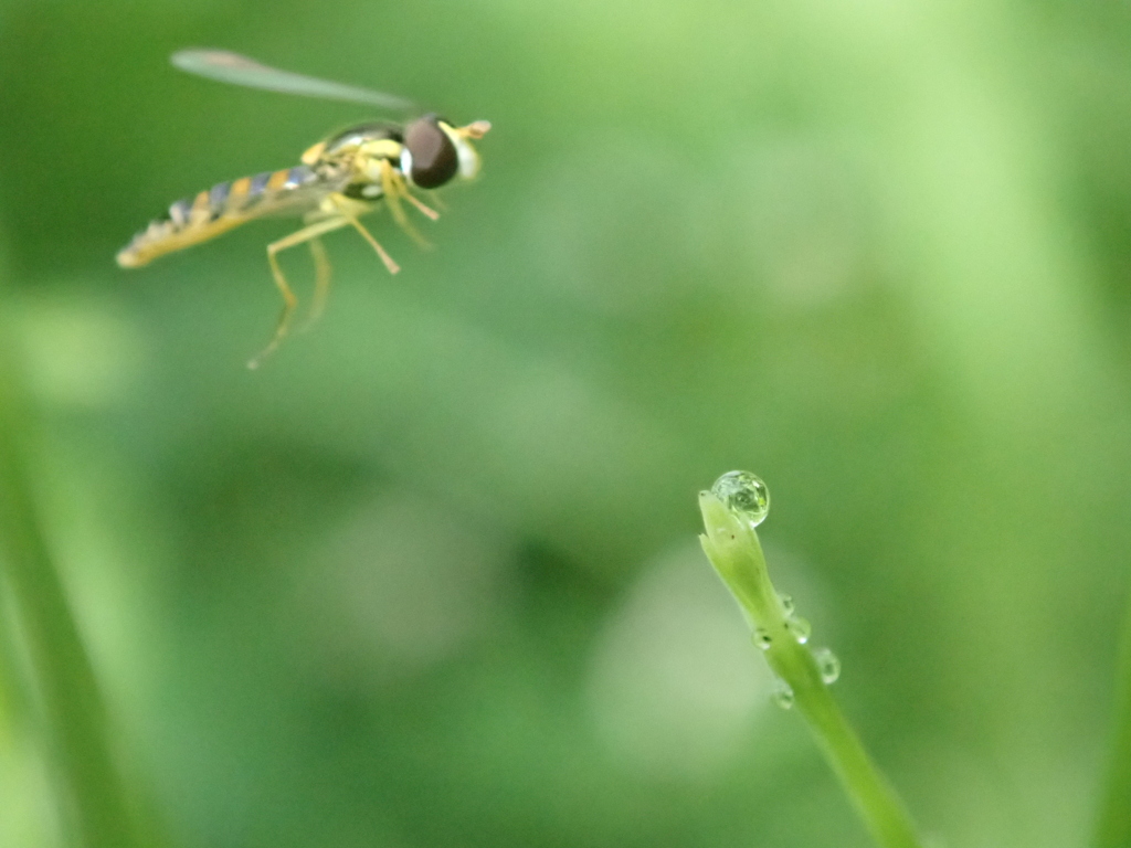 Morning dew