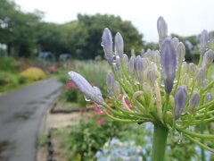 雨の公園