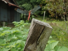 リスアカネ