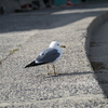 ウミネコ