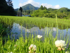 梅雨の晴れ間　１