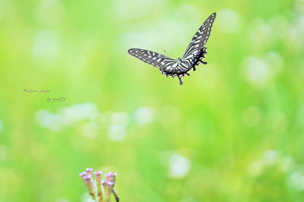 何処へ（ナミアゲハ）