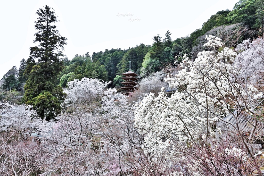 春の・・（長谷寺シリーズ）