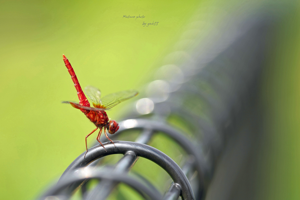 遊歩道にショウジョウさん