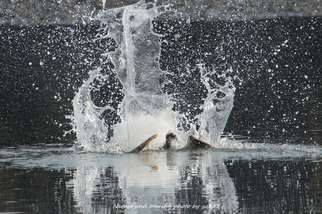 ウルトラスプラッシュⅡ