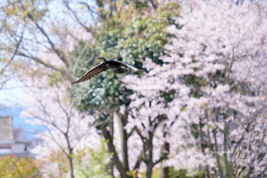 春の小川を・・