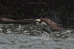 秋を生きる 秋を生きる