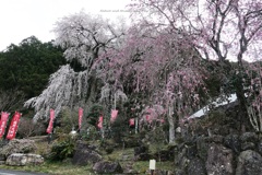 しだれる