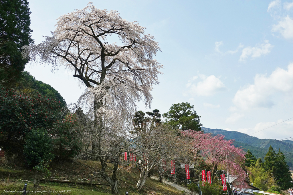 春を迎える里山