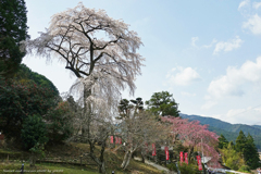 春を迎える里山
