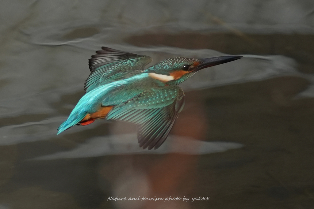 ブルーな煌めき